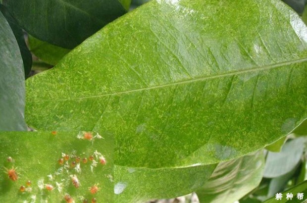 柚子树怎么防治红蜘蛛？附图片