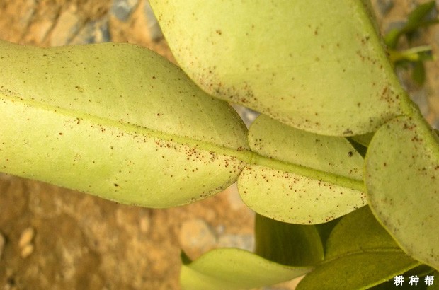 柚子树怎么防治红蜘蛛？附图片