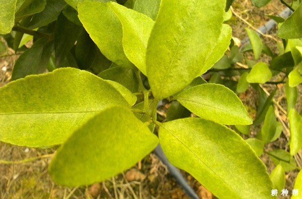 柚子树怎么防治红蜘蛛？附图片