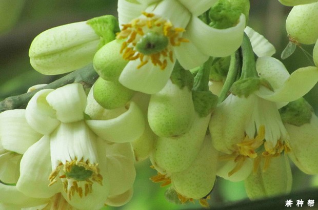 柚树怎么样配置授粉树？