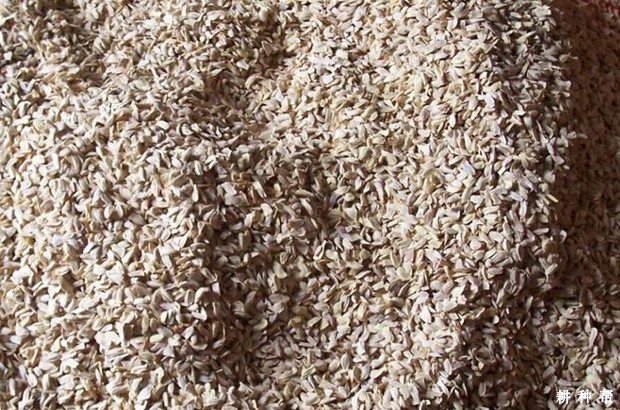 柚子砧木如何培育？