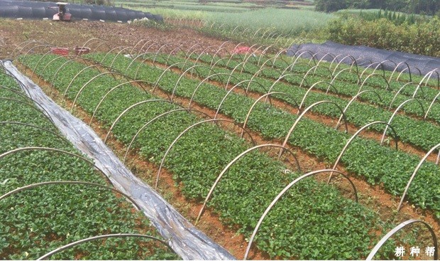 柚子砧木如何培育？