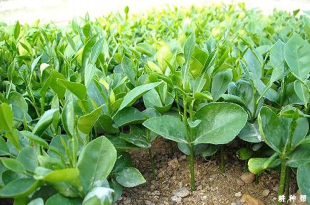 柚子砧木如何培育？