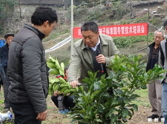 幼龄柚树如何管理？