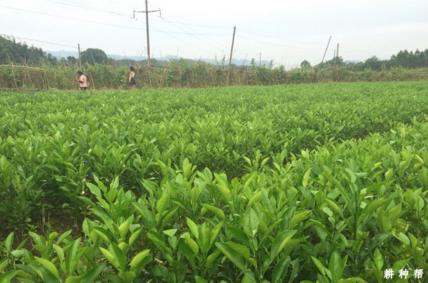 柚子砧木如何培育？