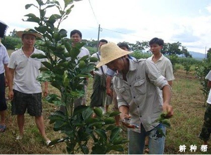 幼龄柚树如何管理？