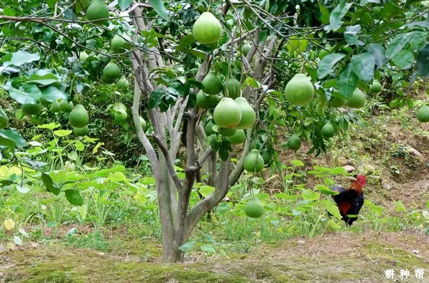 种植柚子需要什么条件?
