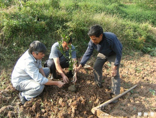 柚子苗如何种植？