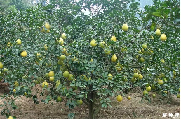 种植柚子需要什么条件?