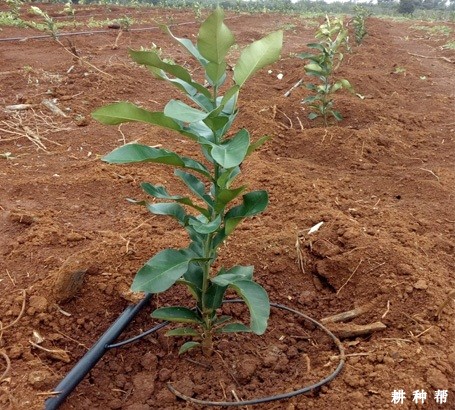 柚子苗如何种植？