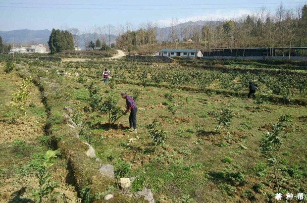 柚子树一亩种多少合适？