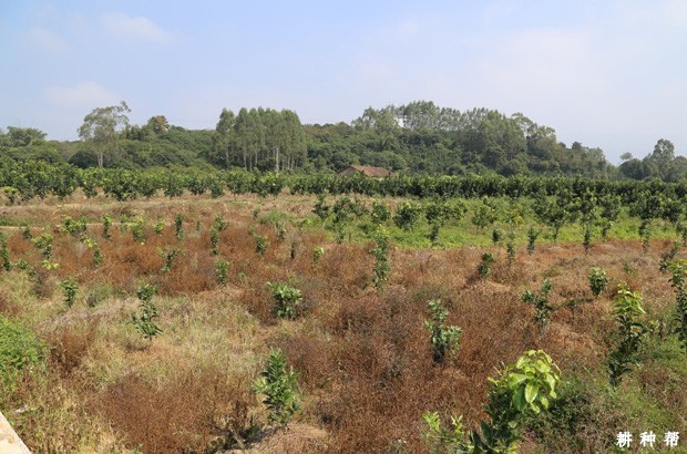 柚子树一亩种多少合适？