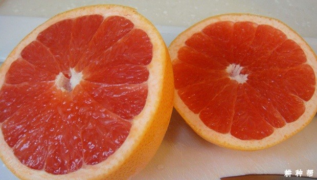 西柚有哪些功效与作用？
