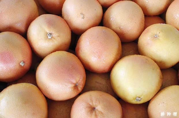 西柚有哪些功效与作用？