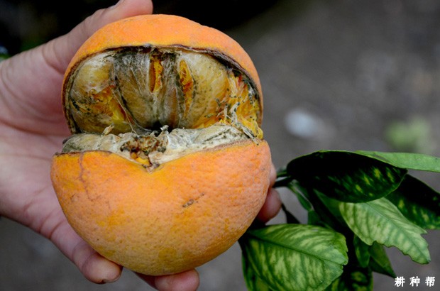 脐橙裂果如何预防?附图片 脐橙裂果如何预防?附图片