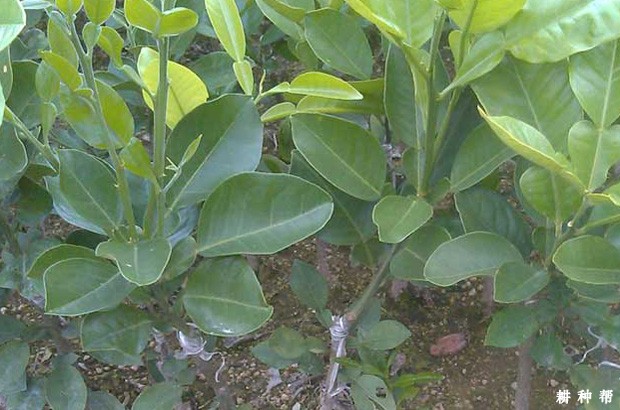 柚树苗嫁接后怎么管理？