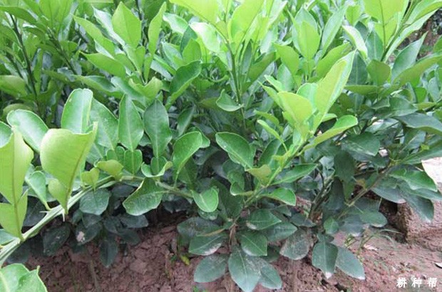 柚树苗嫁接后怎么管理？