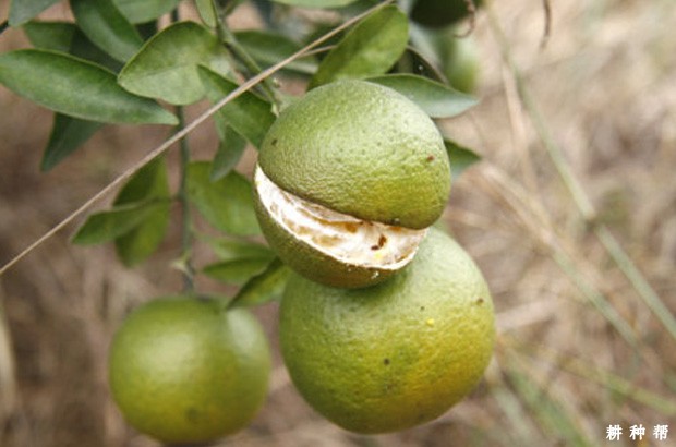 脐橙裂果如何预防?附图片 脐橙裂果如何预防?附图片