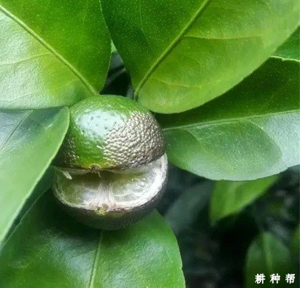 脐橙裂果如何预防?附图片 脐橙裂果如何预防?附图片