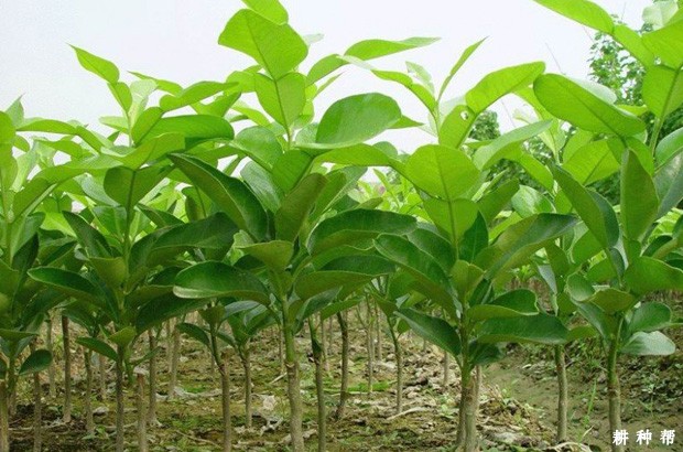 柚树苗嫁接后怎么管理？