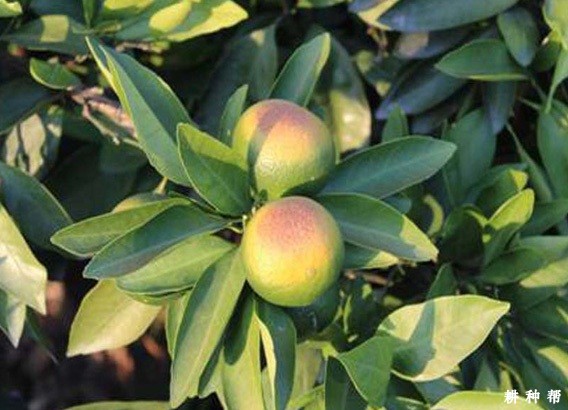 脐橙日灼病如何预防？附图片