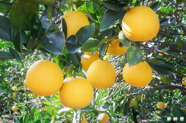 胡柚有哪些功效与作用？