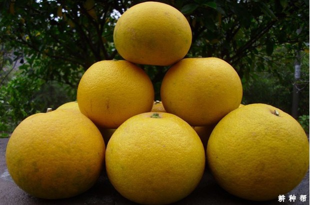 胡柚有哪些功效与作用？