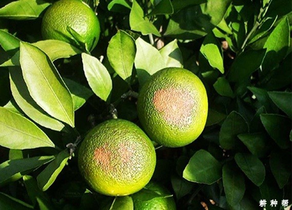 脐橙日灼病如何预防？附图片