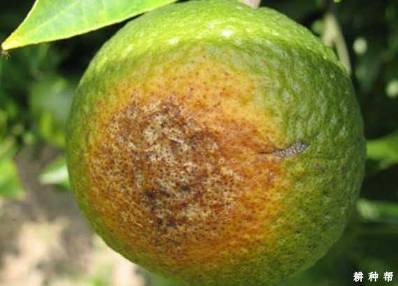 脐橙日灼病如何预防？附图片