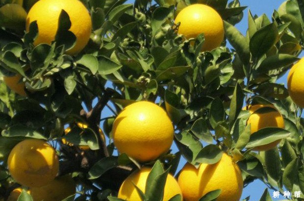 胡柚有哪些功效与作用？