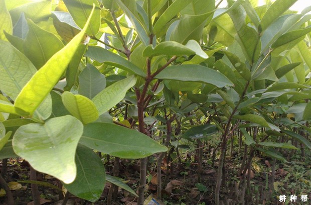 如何嫁接柚子苗？