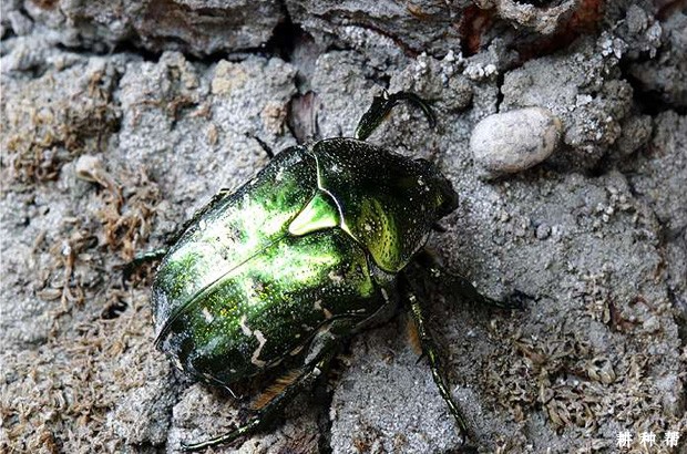 柚树如何防治铜绿金龟子？附图片