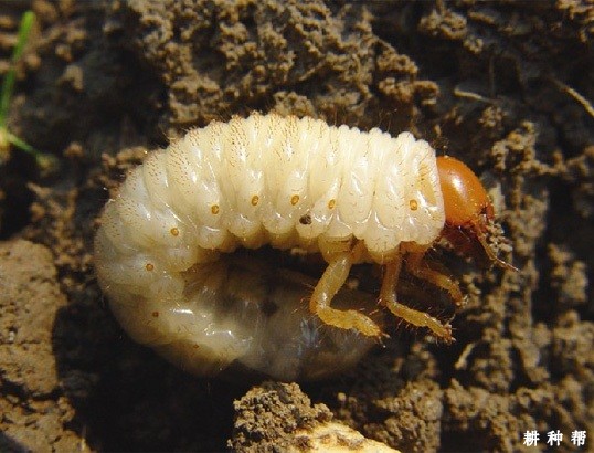 柚树如何防治铜绿金龟子？附图片