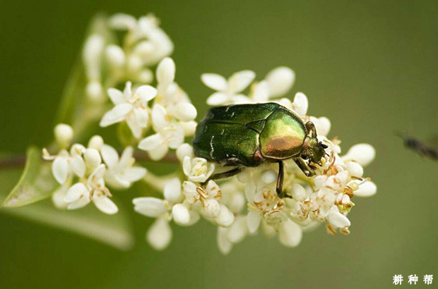 柚树如何防治铜绿金龟子？附图片