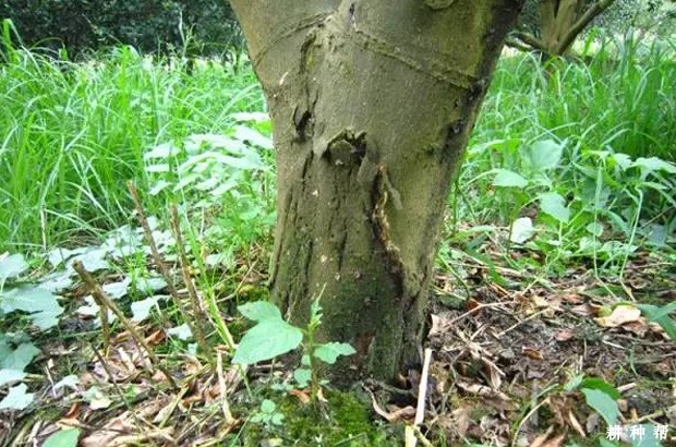 脐橙脚腐病有哪些防治方法？附图片