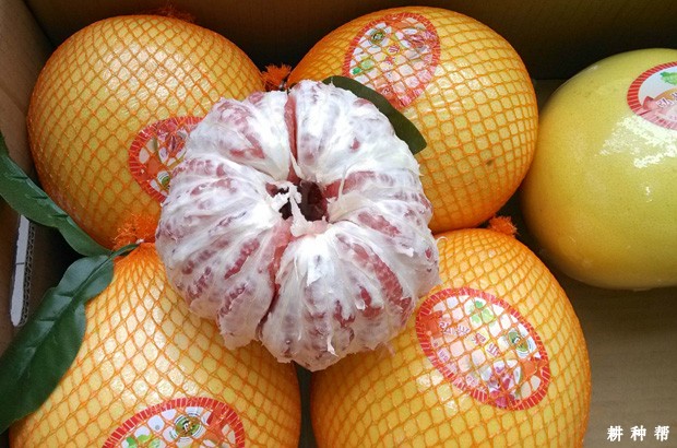 红肉蜜柚如何挑选？