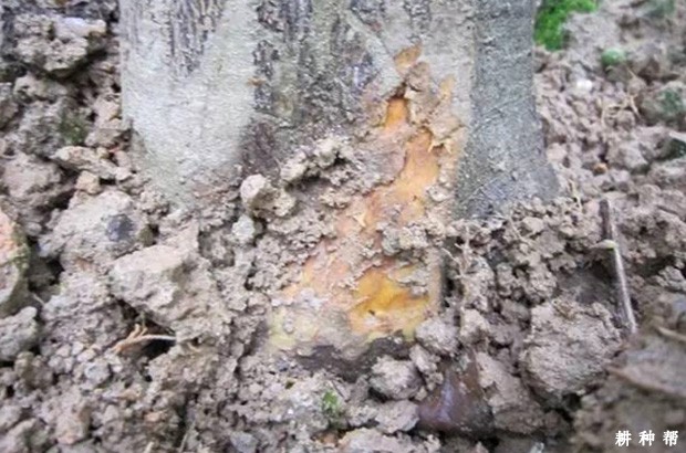 脐橙脚腐病有哪些防治方法？附图片