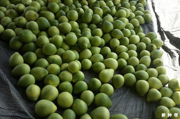 红肉蜜柚如何挑选？