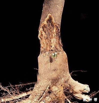 脐橙脚腐病有哪些防治方法？附图片