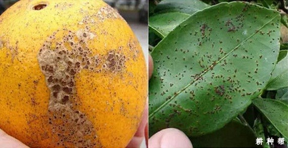 怎样防治脐橙树脂病？附图片