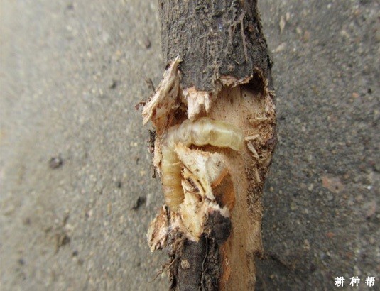 柚子树如何防治天牛？附图片