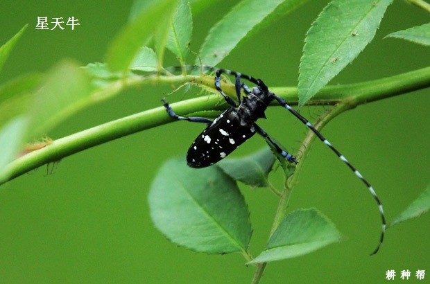 柚子树如何防治天牛？附图片