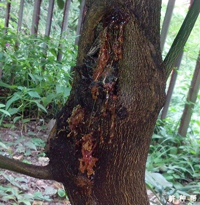 柚子树如何防治天牛？附图片