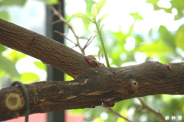 怎样防治脐橙树脂病？附图片