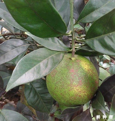 怎样防治脐橙树脂病？附图片