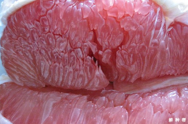 红肉蜜柚有哪些功效与作用? 红肉蜜柚有哪些功效与作用?