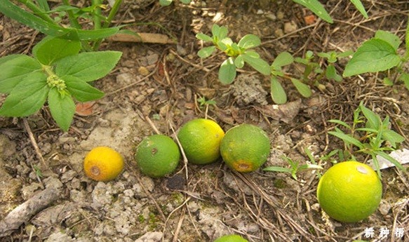 如何防治脐橙炭疽病?附图片 如何防治脐橙炭疽病?附图片