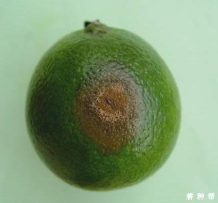 如何防治脐橙炭疽病?附图片 如何防治脐橙炭疽病?附图片