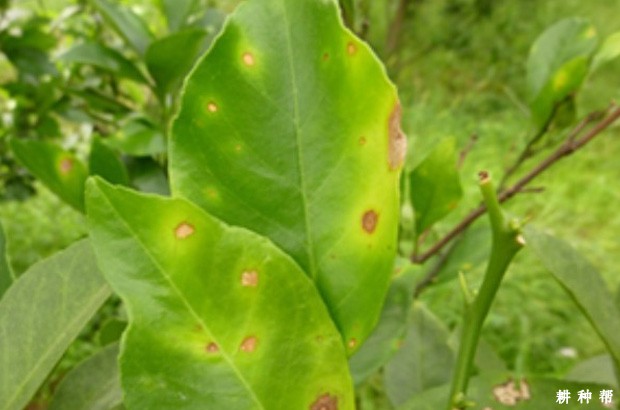 如何防治脐橙炭疽病?附图片 如何防治脐橙炭疽病?附图片