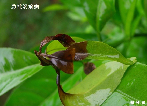 如何防治脐橙炭疽病?附图片 如何防治脐橙炭疽病?附图片